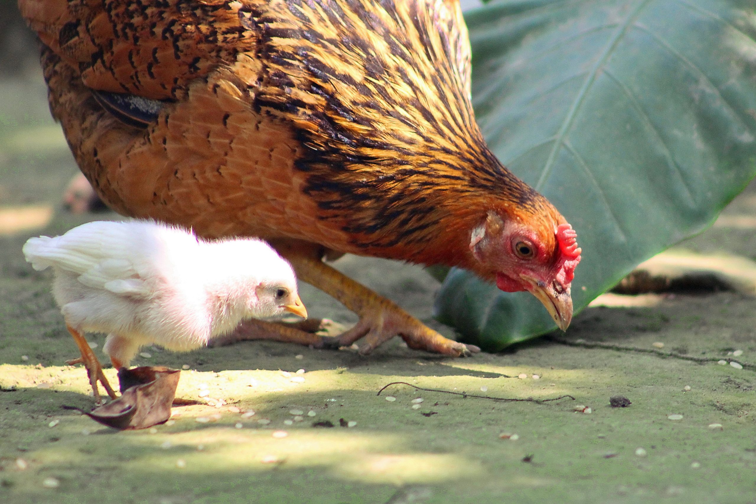 kokoš majka i dijete blog