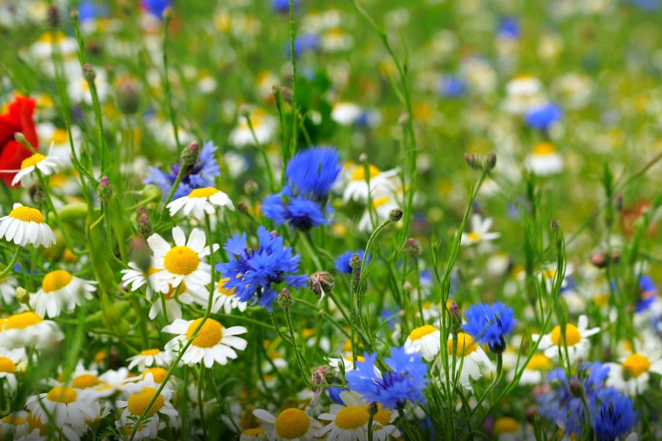 livada tlo zemlja blog