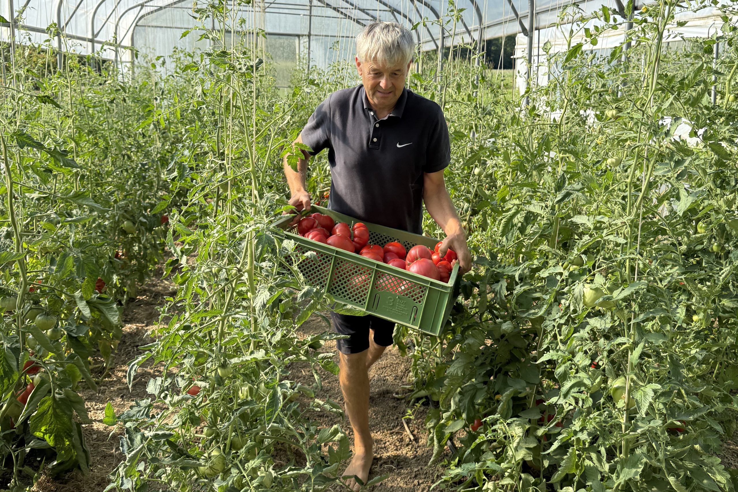 Stanko Valpatič u plasteniku