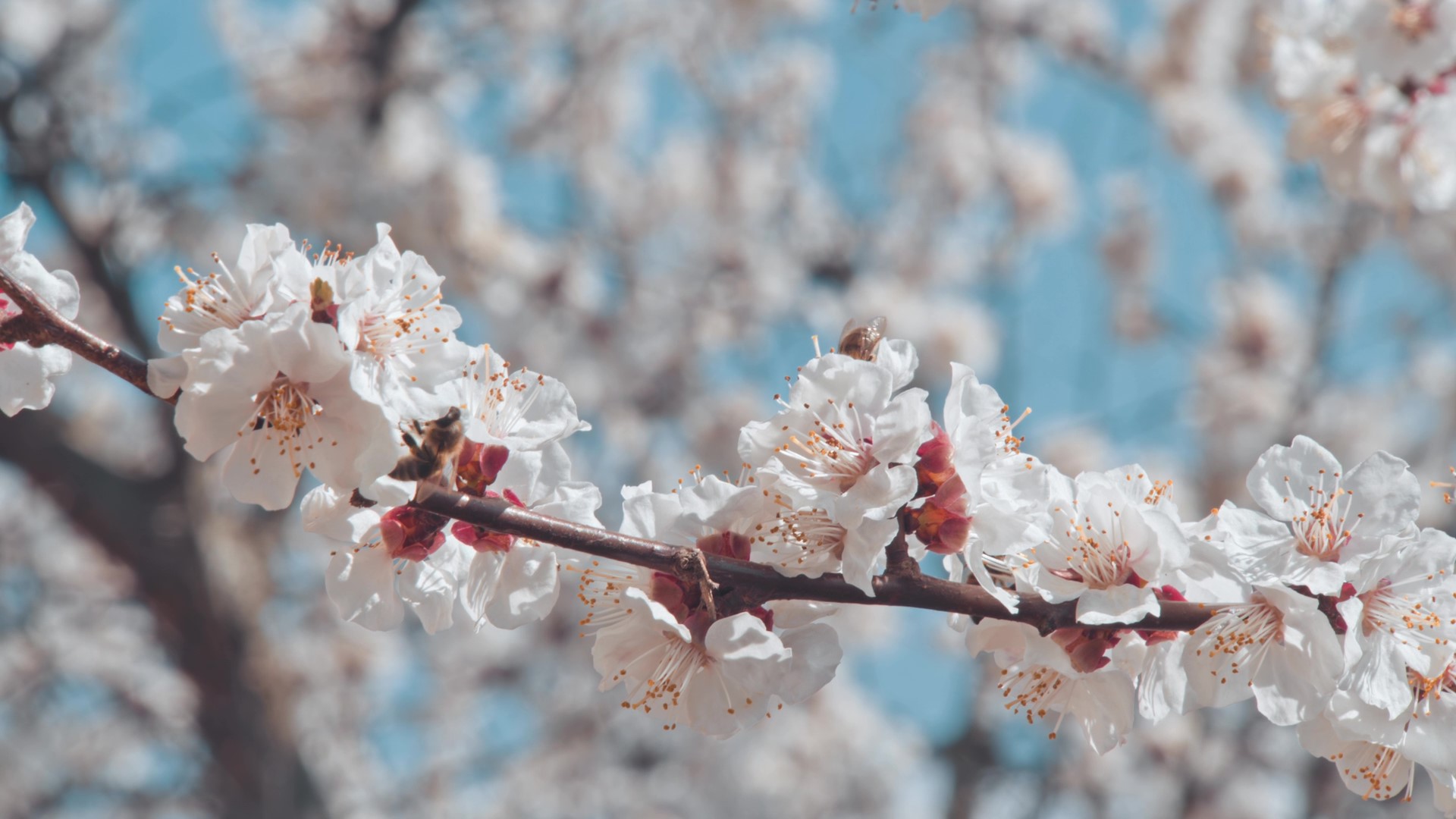 kava od vučjeg boba