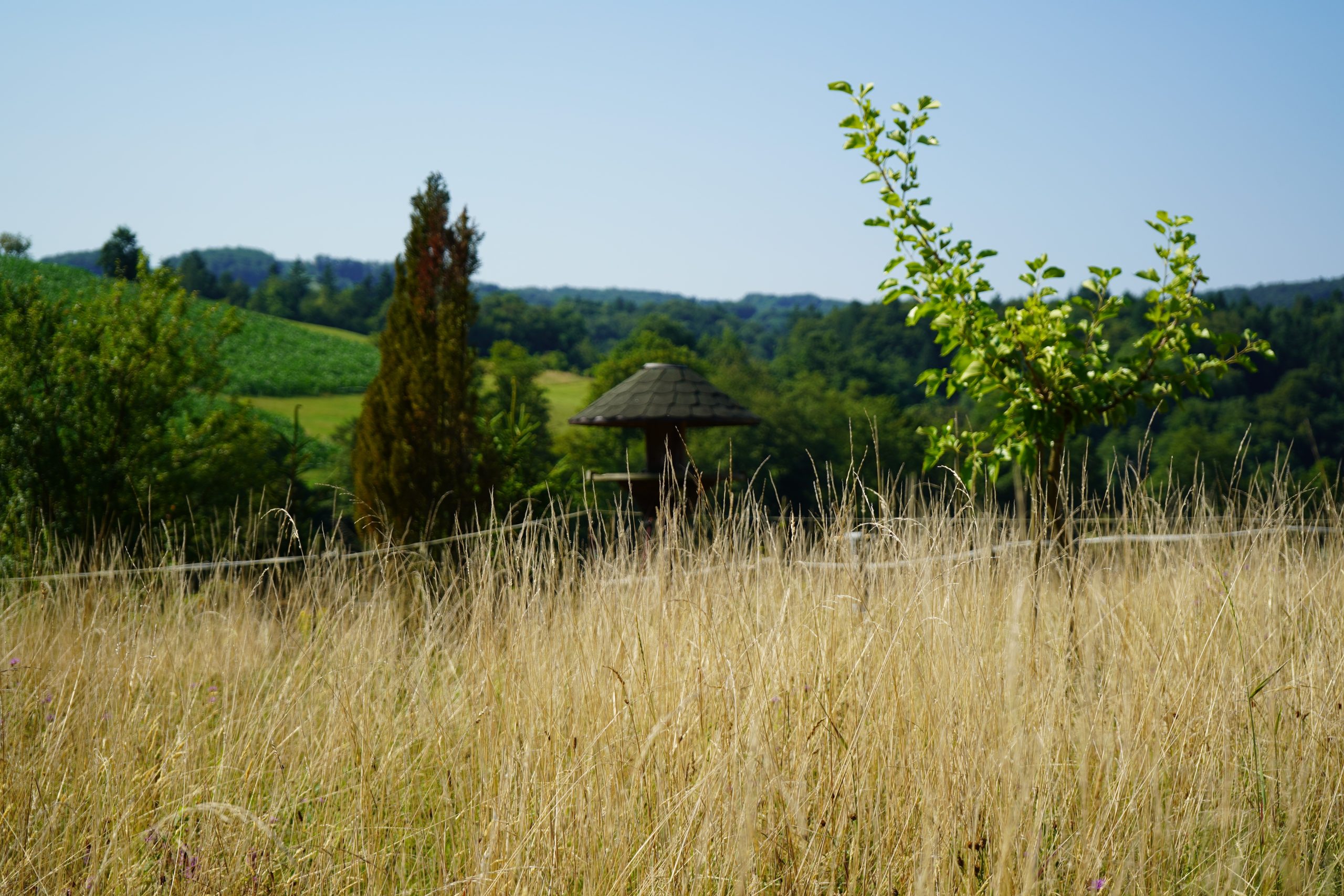 kuća za ptice u polju
