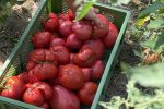 paradajz rajčica Vege&Dobro