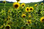 polje suncokreta kmetija