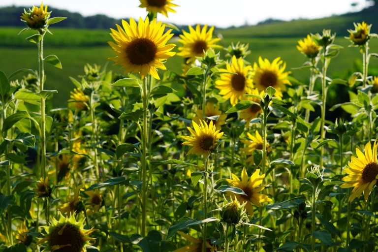 polje suncokreta kmetija